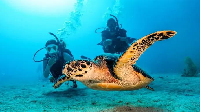 Scuba Diver